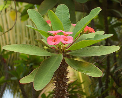 Crown of thorns (Euphorbia milii) Flower, Leaf, Care, Uses