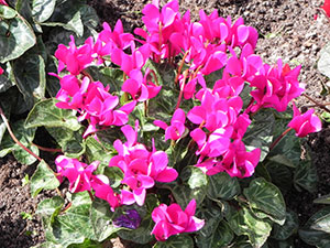 Hot pink cyclamen