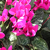Hot pink ruffled flowers of a potted plant