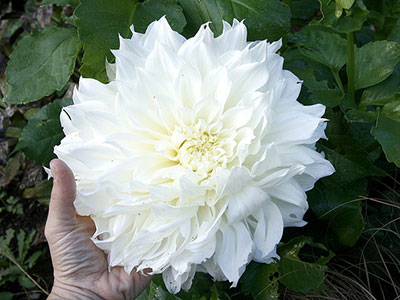 Huge white dahlia flower