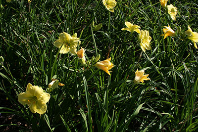 Do Day Lillies Grow in South Florida 