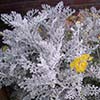 plant resembling coral, with small silvery foliage