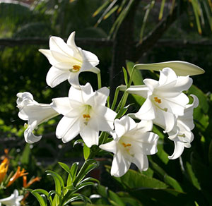 easter lilies images