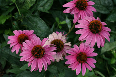 Purple coneflowers or echinacea