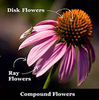 compound flower labeled to show disk flowers resemble a fuzzy center, while ray flowers look like actual petals