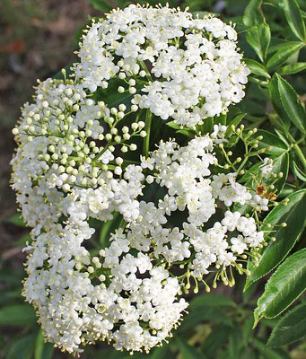 A cluster of tiny white flowers