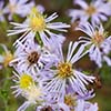 flowers with thin fringe-like pale purple petals and yellow center