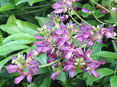 Purple flowers of evergreen wisteria