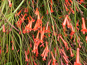 A plant with fine, needle-like foliage and many red, long tubular flowers