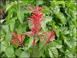 Spikes of red tubular flowers on firespike