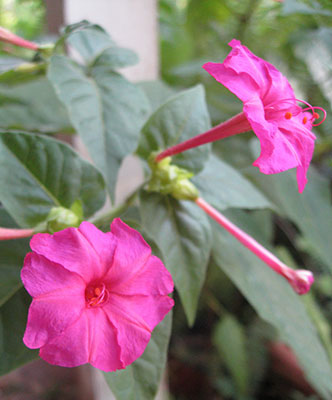 Hot pink four o'clock flowers
