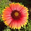 bright orange flower petals tipped in yellow