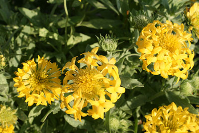 Yellow gaillardia flowers