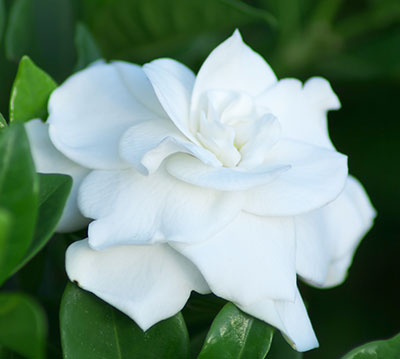 Gardenias - University of Florida, Institute of Food and