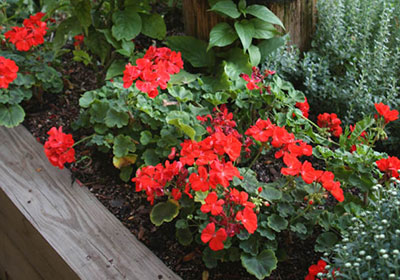 Geraniums in a raised bed