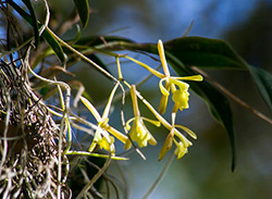 Small yellow flowers hanging like a chandelier