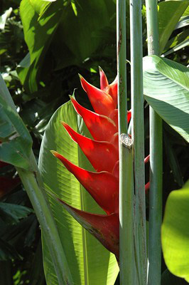 Bright red tropical plant with green leaves