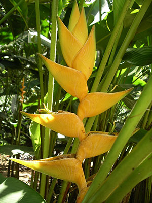 Yellow heliconia flower