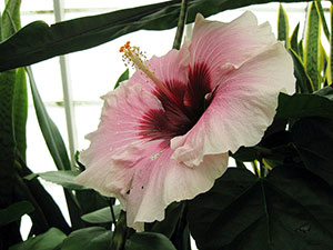 Hibiscus