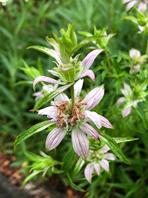 Close view of the purple-white flowerlike bracts of horsemint