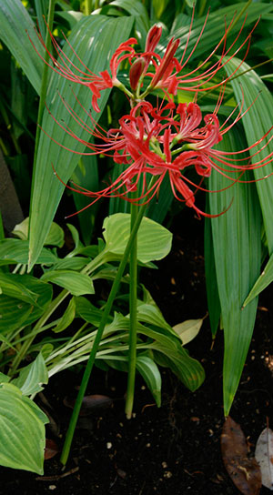 Red whiskery flowers