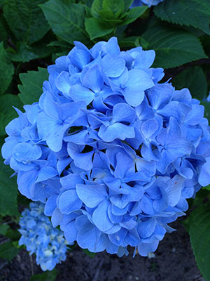 Blue hydrangea