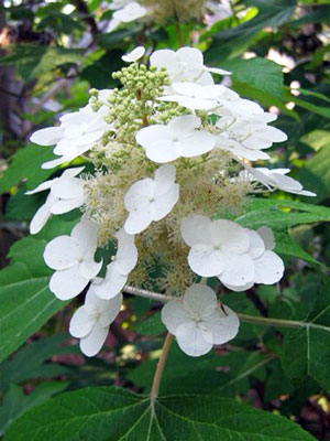 An oakleaf hydrangea flower