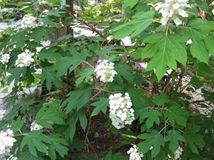 Oakleaf hydrangea plant