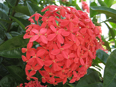 Flores rojo-anaranjadas de ixora