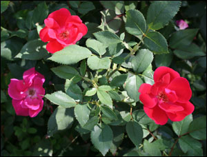 Knock Out Roses Care, Planting & Pruning