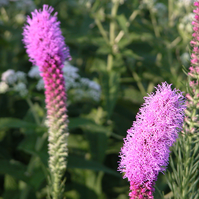 Two lavendar flower spikes that resemble bottle brushes