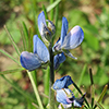 Blue flower resemblig pea blossom
