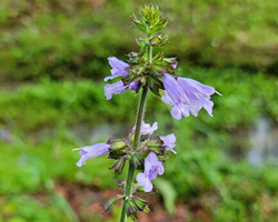 A tall weedy stem with tiny purple trumpet shaped flowers at the top