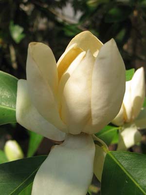 sweetbay magnolia flower