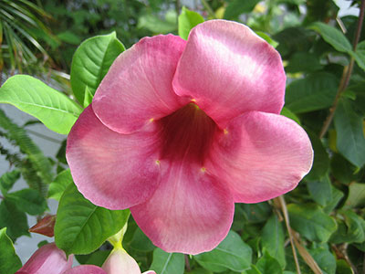 A pink mandevilla flower