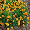 plant covered in yellow-orange flowers