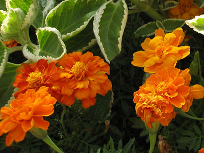 Marigolds 