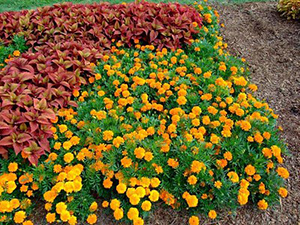 Yellow orange marigolds planted next to reddish coleus plants