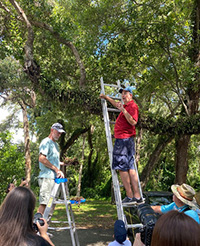 Two men on ladders putting native orchids on an oak tree branch while people look on.