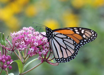 monarch butterflies on milkweed