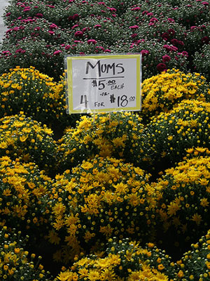 Chrysanthemums