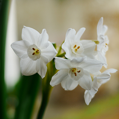paperwhite flowers resemble white daffodils