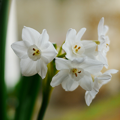 Paperwhite Narcissus - University of Florida, Institute of Food and  Agricultural Sciences