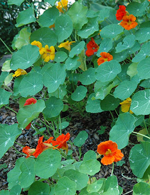 Nasturtiums University Of Florida Institute Of Food And Agricultural Sciences