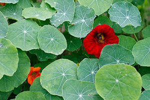 A bright red trumpet shaped flower peeks out from round green lilypad-shaped leaves