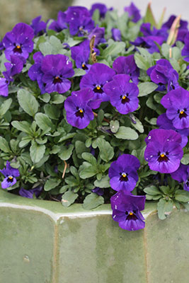 Purple pansies