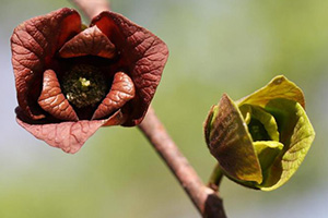 Two leathery flowers, one mature and deep red, the other just opening an still green