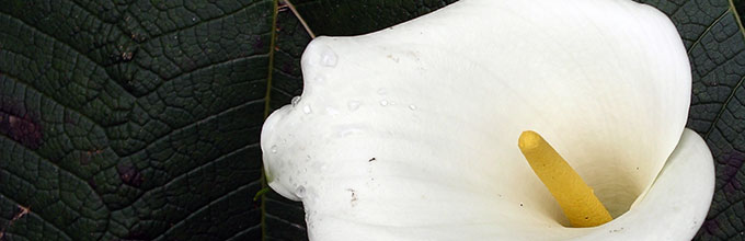 Peace lily flower