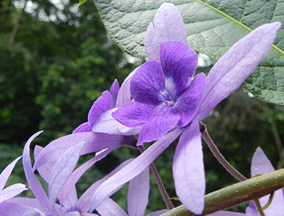 The purple flower of queen's wreath