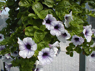 Petunias